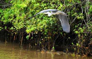 Coringa Wildlife  Sanctuary