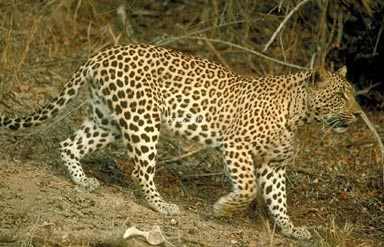 Gundla brahmeswara sanctuary