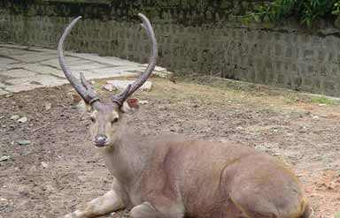 Betla National Park, Jharkhand