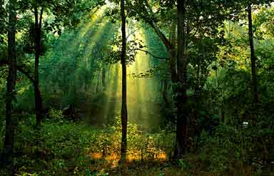 Betla National Park, Jharkhand