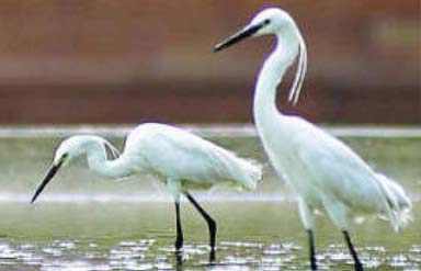 Sultanpur Bird Sanctuary