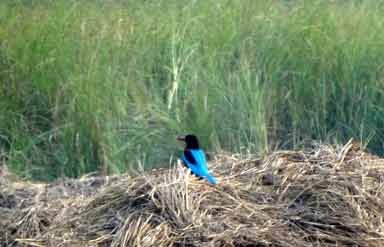 Sultanpur Bird Sanctuary