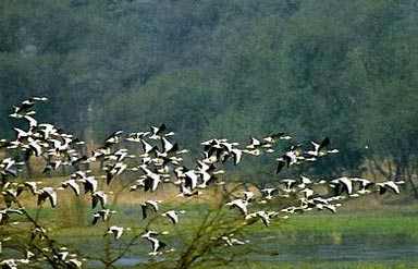 Sultanpur Bird Sanctuary