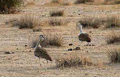 Desert National Park