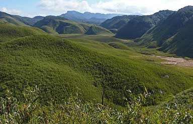 Dzukou Valley-The valley of flowers
