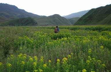 Dzukou Valley-The valley of flowers