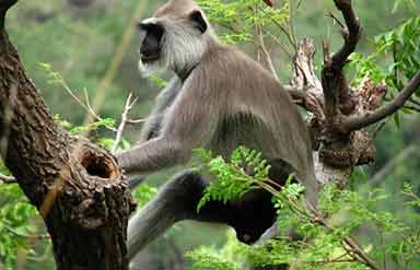 Eravikulam National Park