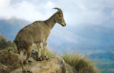 Eravikulam National Park