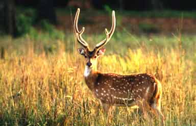 Wildlife In goa