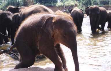 Wildlife In goa
