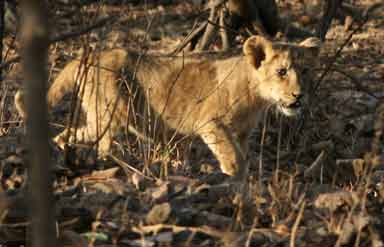 Gir National Park