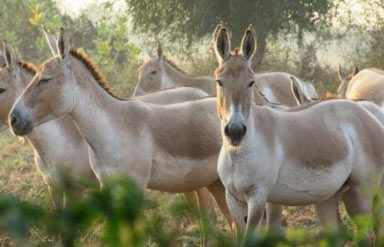 Wild Ass Sanctuary Kutch