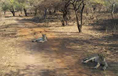 Gir Forest   National Park and Wildlife Sanctuary