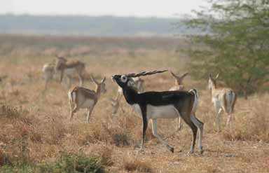 Black Buck National Park