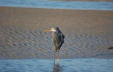 Wildlife Sanctuaries in Gujarat
