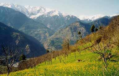 Kullu Beauty