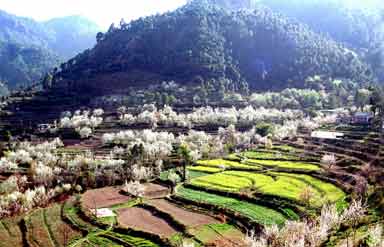 Solan Himachal Pradesh