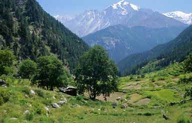 Wildlife in Himachal Pradesh