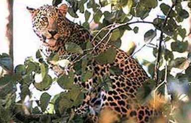 Wildlife 