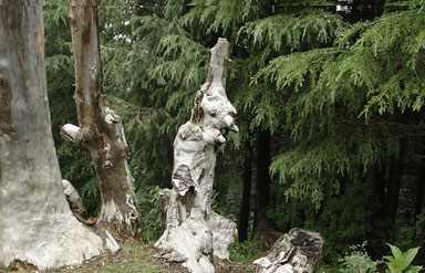 Kalatop Khajjiar wildlife sanctuary