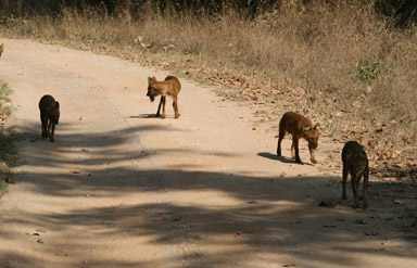 Kanha National Park, Madhya Pradesh 