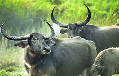 Kaziranga National Park