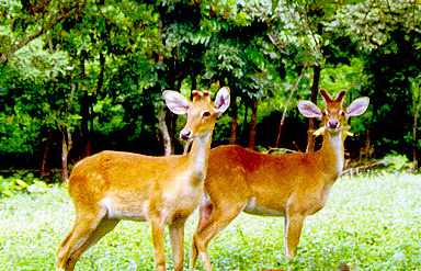  Keibul Lamjao National Park , Moirang, Manipur