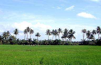 Kumarakom 