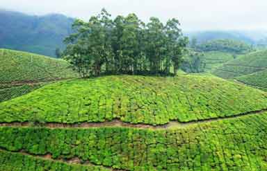 Munnar Tea Garden