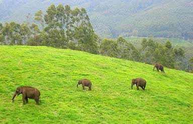 Munnar Tea Garden
