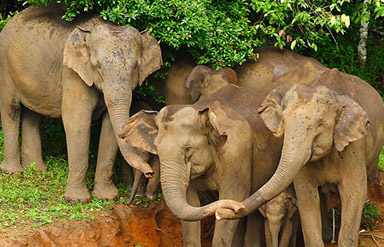 Periyar National Park