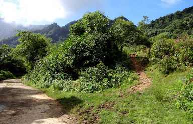 Khonoma- The Green Village