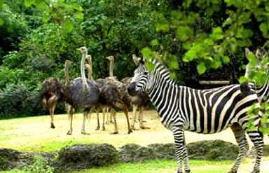  Manipur Zoological Garden