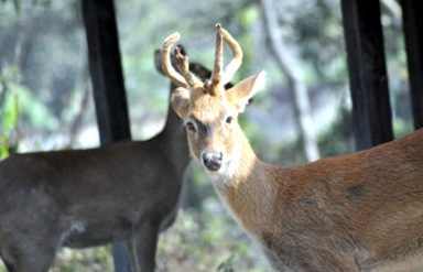 Manipur Zoological Garden