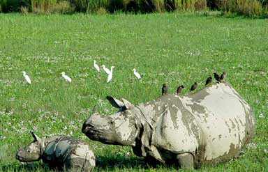 One Horned Rhino