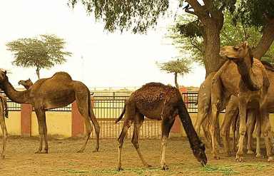 camel research farm bikaner