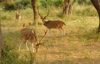 Kumbhalgarh Wildlife Sanctuary, Kumbhalgarh