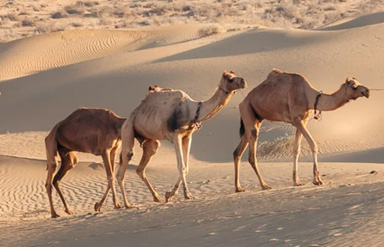 Camel Safari in Rajasthan