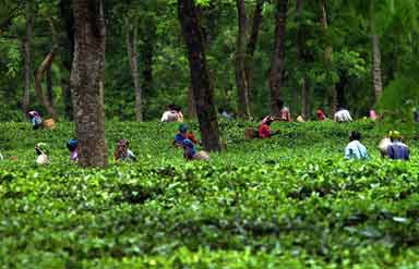 Tea Garden North East