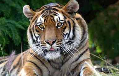 Wildlife in India