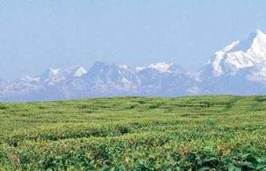 Darjeeling Hill Stations