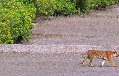Wildlife, West Bengal