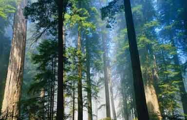 Siliguri Travel