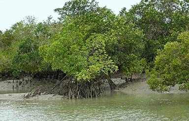 Sundarbans National Park