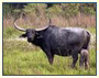 Wild East India Tour