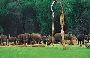  Kerala Wildlife
